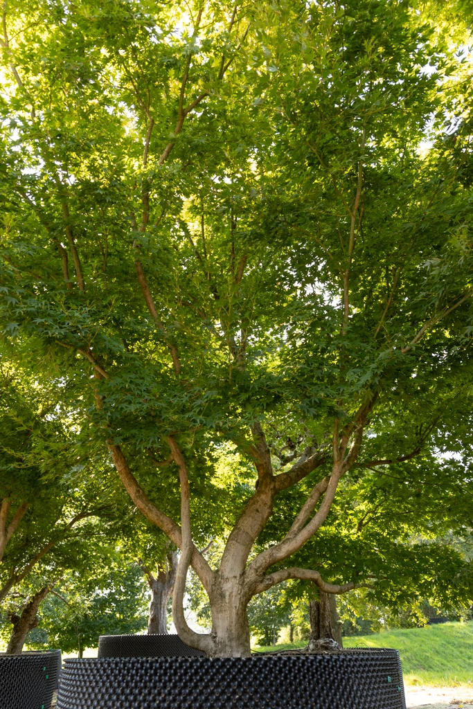 Acer palmatum VJ